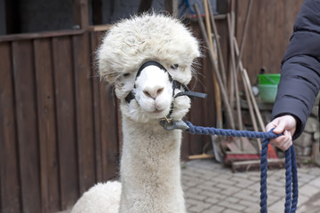  Weißes Alpaka mit Zaumzeug bei einer Wanderung © E. Schittenhelm