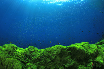Fototapeta na wymiar Green algae blue water underwater background