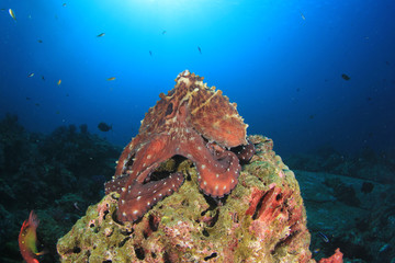 Fototapeta na wymiar Reef Octopus