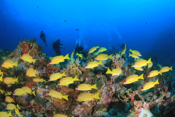 Scuba dive coral reef
