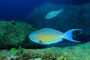 Obraz na płótnie Canvas Fish on underwater coral reef