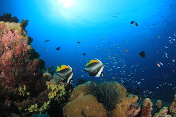 Fish on underwater coral reef