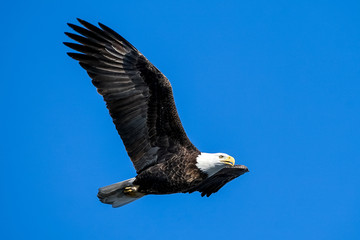 American Bald Eagle - Fly