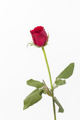 Obraz premium Red roses isolated on white background