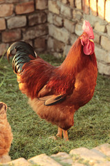 Colorful rooster walking around the yard