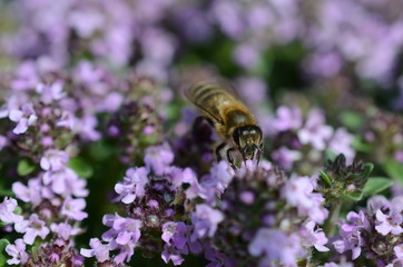 Bee on thyme
