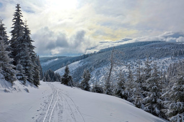 Sunny winter landscape