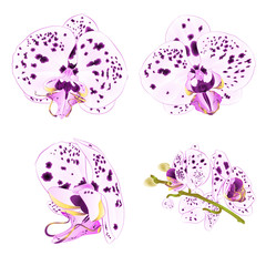 Orchids Phalaenopsis with dots purple and white  closeup beautiful flower  isolated set third on a white background vintage  vector illustration editable  hand draw
