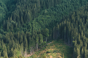 Forest of pine trees in wilderness mountains rugged, deforestation