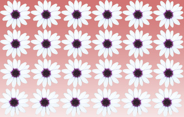 A background with the photograph of a daisy