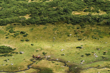 Mountain Vally with small river and hourses
