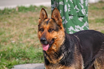 German shepherd took trail. Working german shepherd dog with soldier or hunter on asphalt road. German shepherd on road looking interestedly and ready for operation. German soldier shepherd background