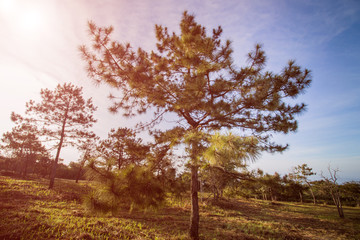 Obraz premium Pine trees under the blue sky