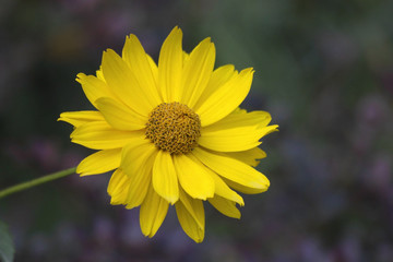 Heliopsis helianthoides one yellow flower background. Perennial close-up. Similar to the yellow daisy as background. Tall yellow flower background. Heliopsis flowers yellow on blurred background.