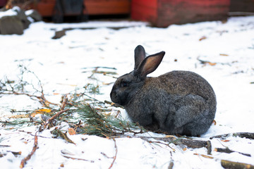 Long-eared rabbit in the Altai mountains