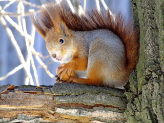 Squirrel on tree. Closeup of cute grey and red squirrel eating nut (Sciurus vulgaris). Curious squirrel with big ears and beautiful wool in forest or park. Portrait of wild red squirrel on tree trunk.