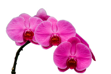 Fototapeta premium Orchid flower in orchid garden isolate white background with clipping path
