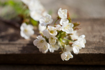 Fototapeta na wymiar Flowers of cherry blossoms on spring day. Close-up cherry spring blossom on wooden blurred background. White blossom of cherry tree branches in early spring. Garden cherry trees in spring bloom macro
