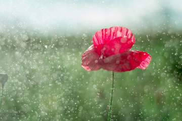 Red Poppy in early summer with waterdrops. Close up of Red Poppy in sunny day on stilistic green field background. Macro of red poppy with raindrops. Wild Red poppy in garden after rain in sunlight.