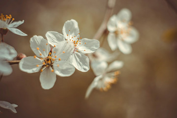 Flowers of cherry blossoms on a spring day. Close-up cherry spring blossom on brown blurred background. White blossom of cherry tree branches in early spring. Garden cherry trees in spring bloom macro