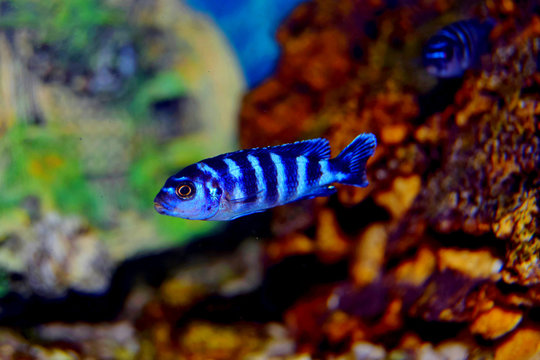 Cichlid or Cichlidae blue tropical fish in aquarium. African Cichlid endemic to Malawi in blue tropical fish Cichlidae family. Colorful blue tropical cichild fish. Close-up blue tropical cichlid fish.
