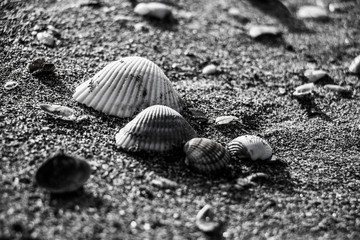 Conchiglie in movimento