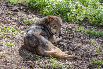 Grey Wolf (Canis lupus) in the nature