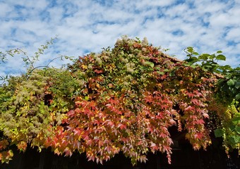 Autumn colors