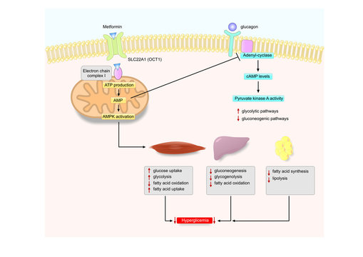 Mechanism Of Action Of Metformin, An Anti Diabetes Drug