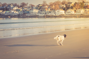 English setter playing on the beach