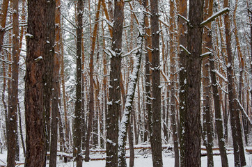 Landscape winter pine forest