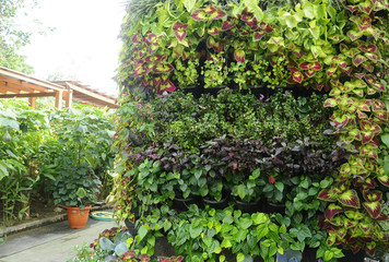 Fototapeta na wymiar Flowers and vegetable planting in plastic pots. It was hanged vertically as a vertical garden. Save space and suitable for urban garden. 