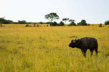 Isolated Buffalo grazing in the savannah of Maasai Mara Park in North West Kenya