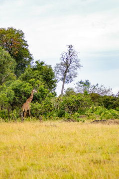 Isolated giraffe near acacia in the park of masai mara Kenya