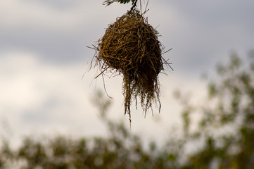 Nest of a weaver bird hanging from a branch of a black acacia in the park of Masai Mara