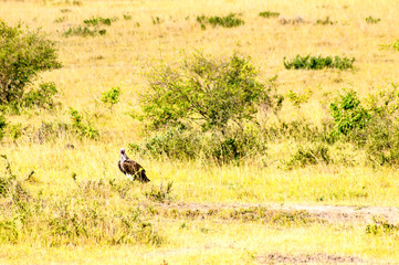 Fototapeta na wymiar Vulture scavenger posed at the top of an acacia in the park of Masai Mara in North West Kenya