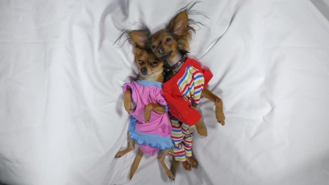 Newborn puppy sleeping. Adult dogs Toy Terrier in sliders. Shooting on white background. Dogs are very funny.