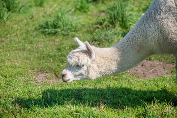 Obraz premium Young alpaca in farmland. Lama is eating grass. Green background