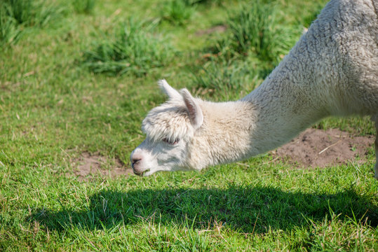 Young alpaca in farmland. Lama is eating grass. Green background