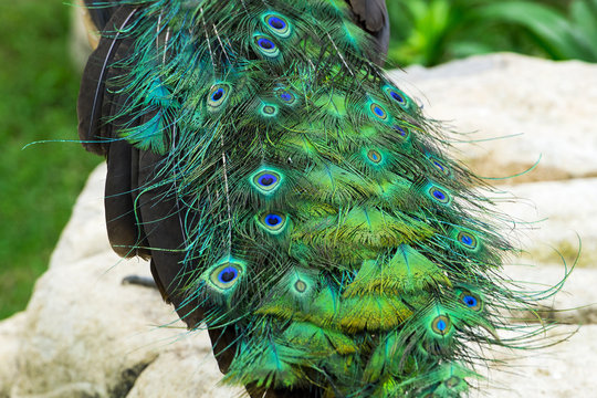 close up tail of beautiful peacock with stones and green plants on the background