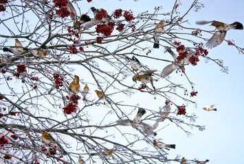 A flock of birds- waxwings at red mountain ash