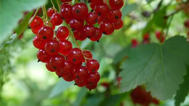 Red Ribes rubrum berries on the plant close-up HD footage - The redcurrant deciduous shrub fruit natural shallow video static camera