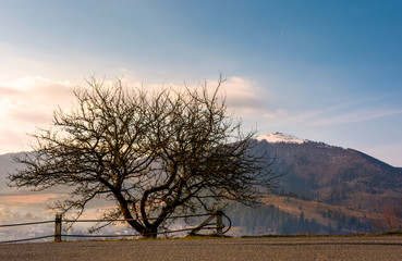 Fototapeta premium leafless tree by the road in mountains. lovely forenoon springtime scenery of Carpathians. Location Volovets town, Ukraine