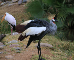 crowned crane
