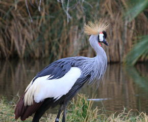 crowned crane © Rod