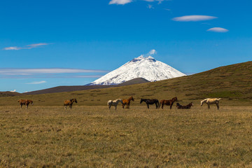 Andean landscape, Cotopaxi volcano with blue sky and some horses