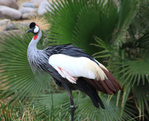 crowned crane