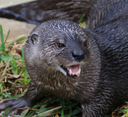 otter hungry