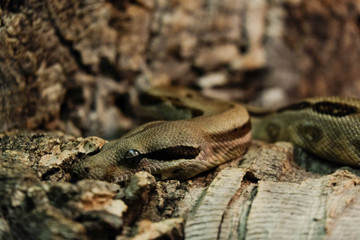 Boa constrictor