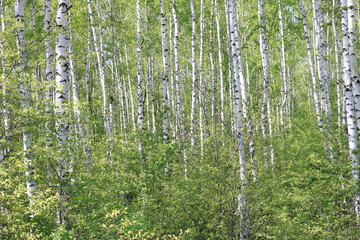 Beautiful young birch trees with green leaves in summer in sunny weather